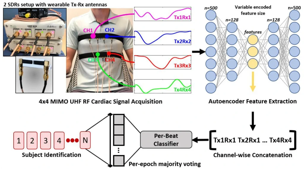 Heart ID: Biometric Identification Using Wearable MIMO RF Heart Sensors