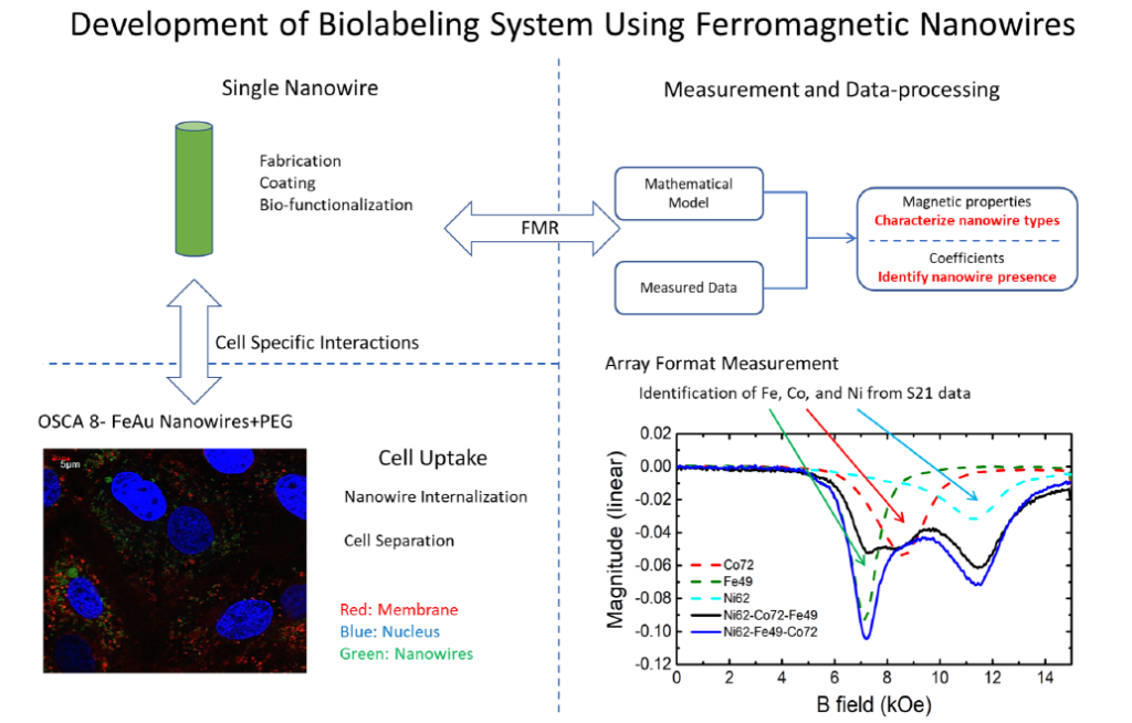 Development of a Biolabeling System Using Ferromagnetic Nanowires