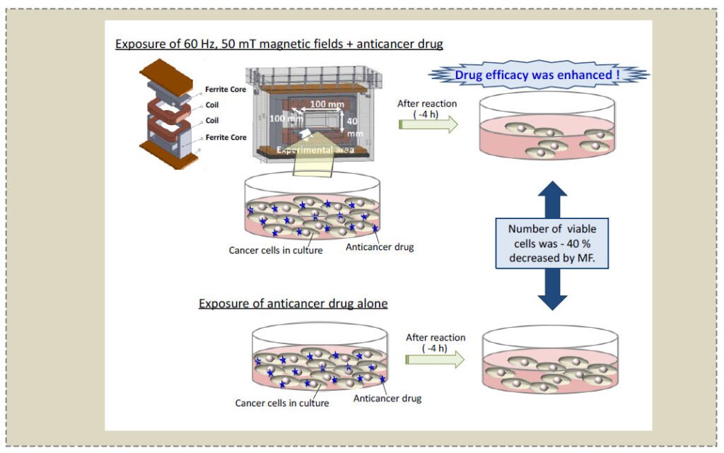 Combined Effect of 60 Hz Magnetic Fields and Anticancer Drugs on Human Hepatoma HepG2 Cells