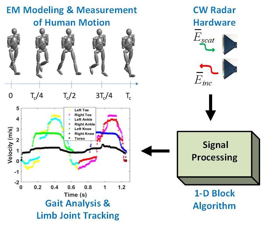 Non-Contact Human Gait Analysis and Limb Joint Tracking Using Doppler Radar