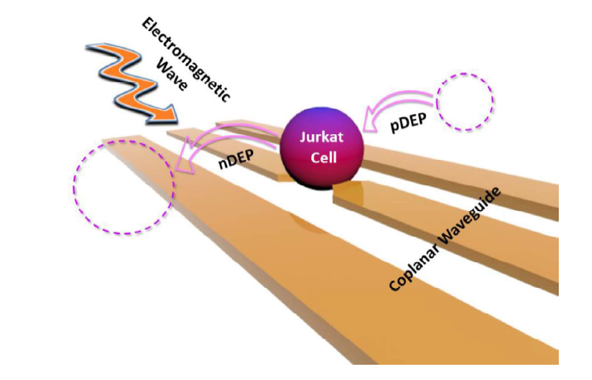 Validation of Clausius-Mossotti Function in Wideband Single-Cell Dielectrophoresis