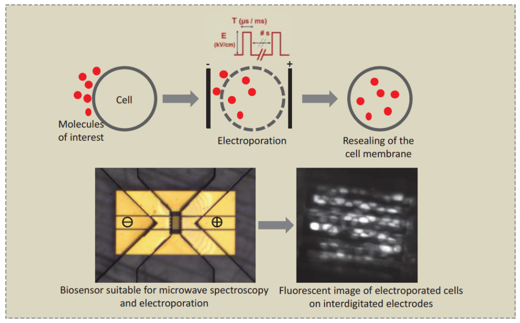 Evaluation of a Microwave Biosensor for On-chip Electroporation and Efficient Molecular Delivery into Mammalian Cells