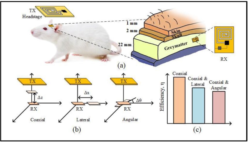Effects of Coaxial-lateral and Coaxial-angular Displacements on Link Efficiency of a Wirelessly Powered Optogenetic Implant: Design, Modeling and Experimental Validation