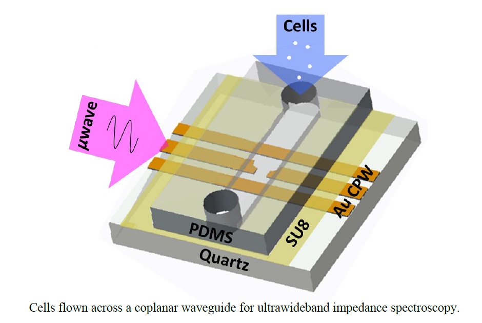 Sensitivity Analysis for Ultra-wideband 2-port Impedance Spectroscopy of a Live Cell