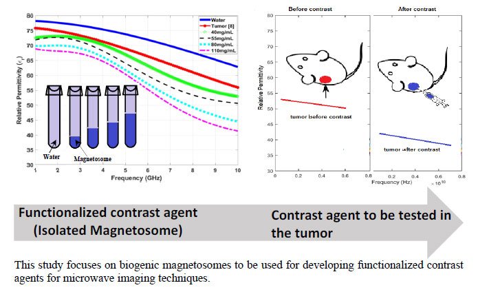 Toward Magnetosomes for Breast Cancer Theranostics