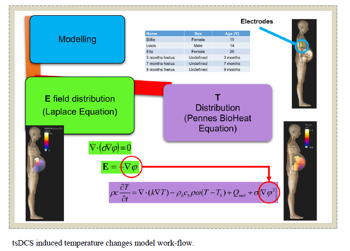 Modelling of the temperature changes induced by transcutaneous spinal direct current stimulation (tsDCS)
