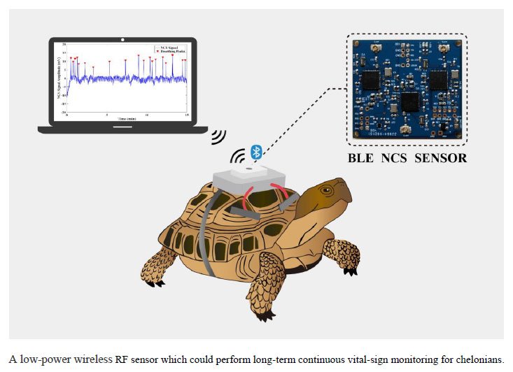 A Wireless Wearable RF Sensor for Brumation Study of Chelonians