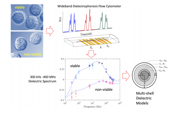 Full Beta-Dispersion Region Dielectric Spectra and Dielectric Models of Viable and Non-Viable CHO Cells