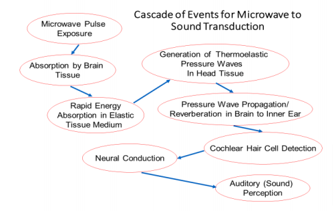 The microwave auditory effect