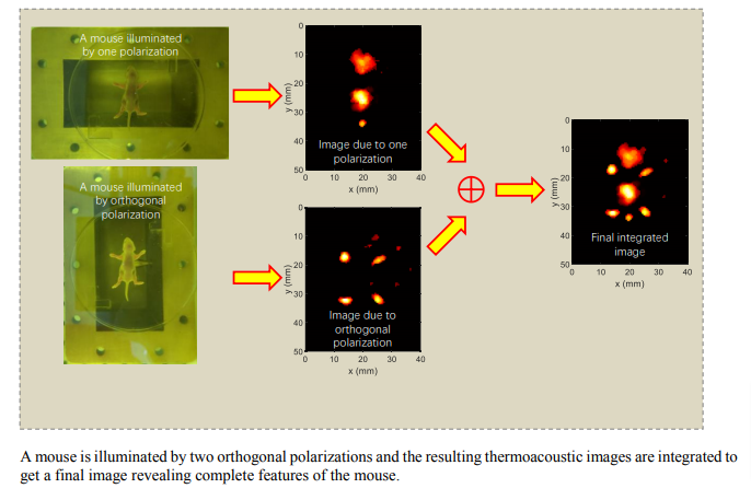 Microwave-induced Thermoacoustic Imaging of Small Animals Applying Scanning Orthogonal Polarization Excitation