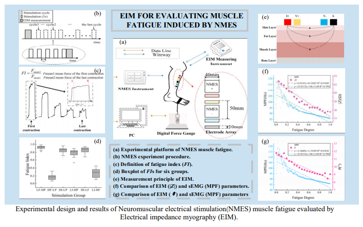Electrical Impedance Myography for Evaluating Muscle Fatigue Induced by Neuromuscular Electrical Stimulation