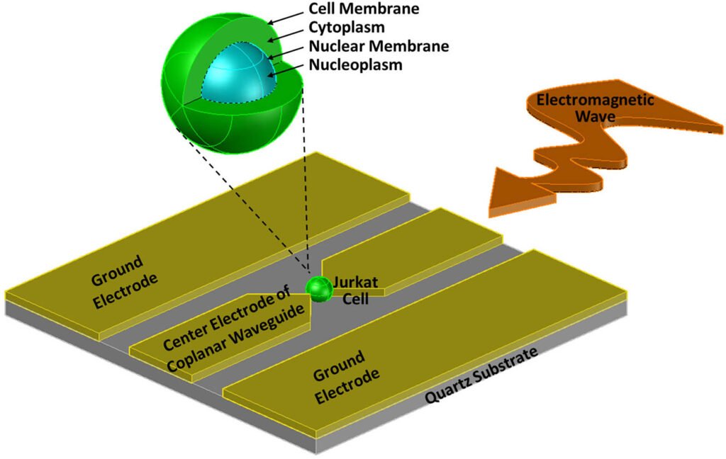 Ultra-Wideband Impedance Spectroscopy of the Nucleus in a Live Cell