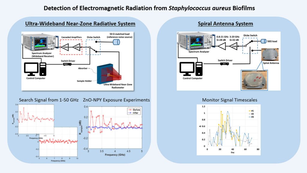 Experimental Evidence of Radio Frequency Radiation From Staphylococcus aureus Biofilms