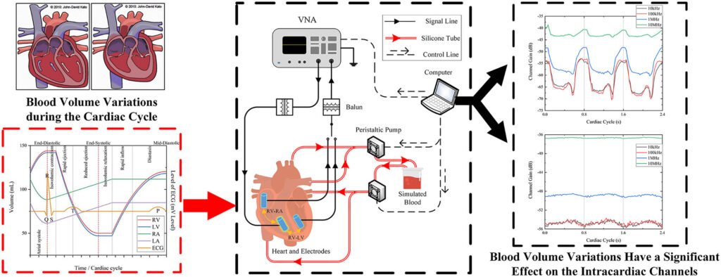 An Investigation on Conductive Intracardiac Communication Dynamic Channel Gain During the Cardiac Cycle for Leadless Pacemakers