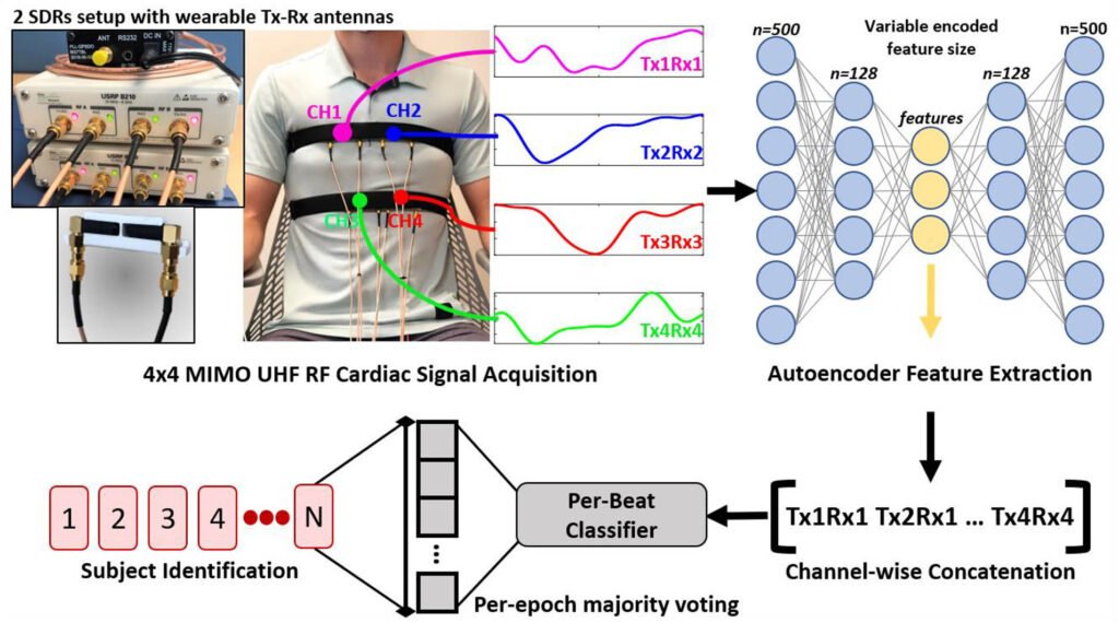 Heart ID: Biometric Identification Using Wearable MIMO RF Heart Sensors
