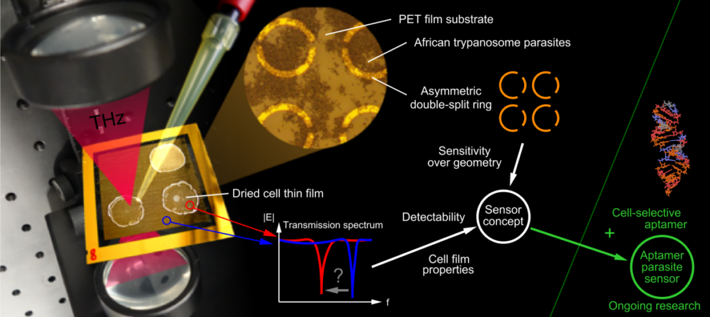 Detection of African Trypanosomes using Asymmetric Double-Split Ring based THz Sensors