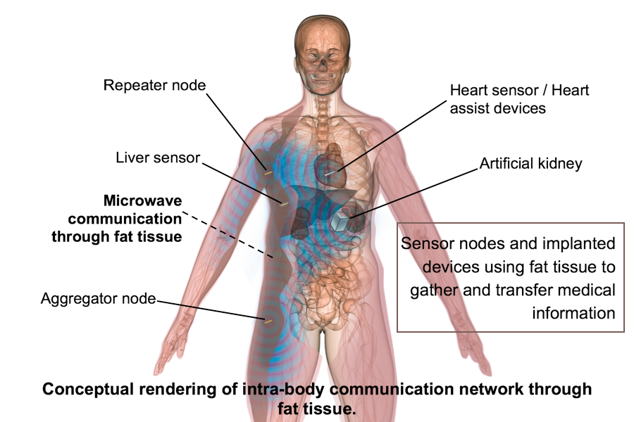 Data Packet Transmission through Fat Tissue for Wireless Intra-Body Network
