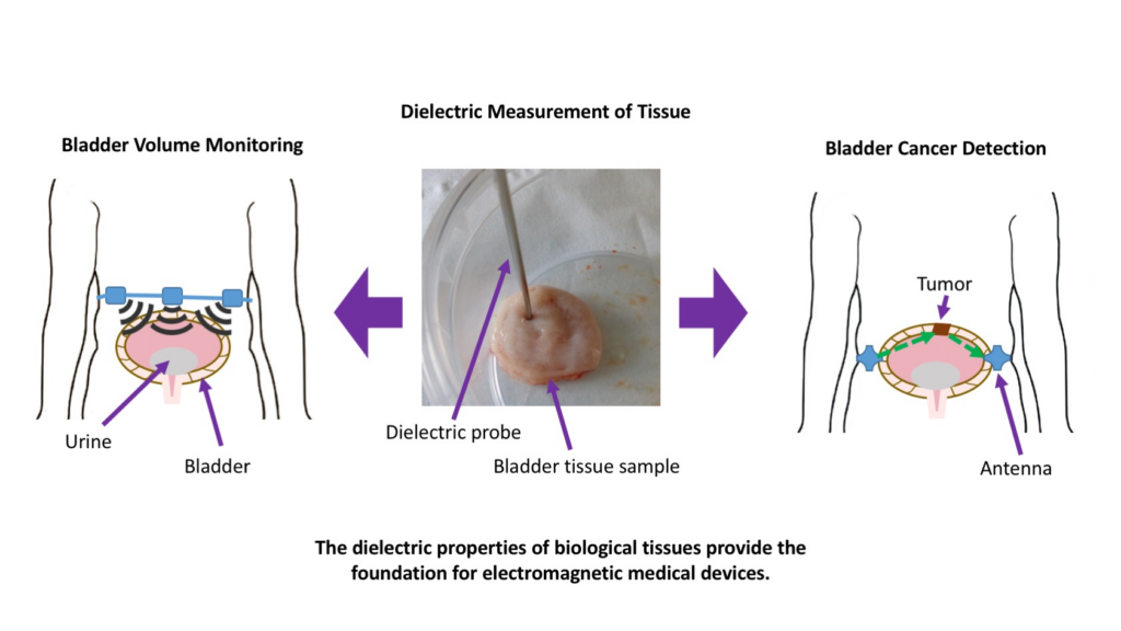 Characterisation of the Dielectric Properties of the Bladder over the Microwave Range